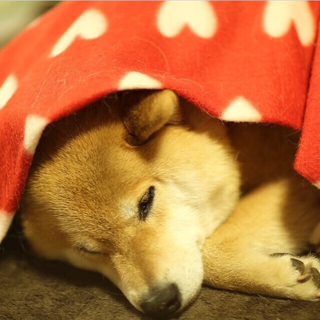 华体会hth官网入口-_森林狼迎来一波连胜，士气高涨_，森林狼战绩