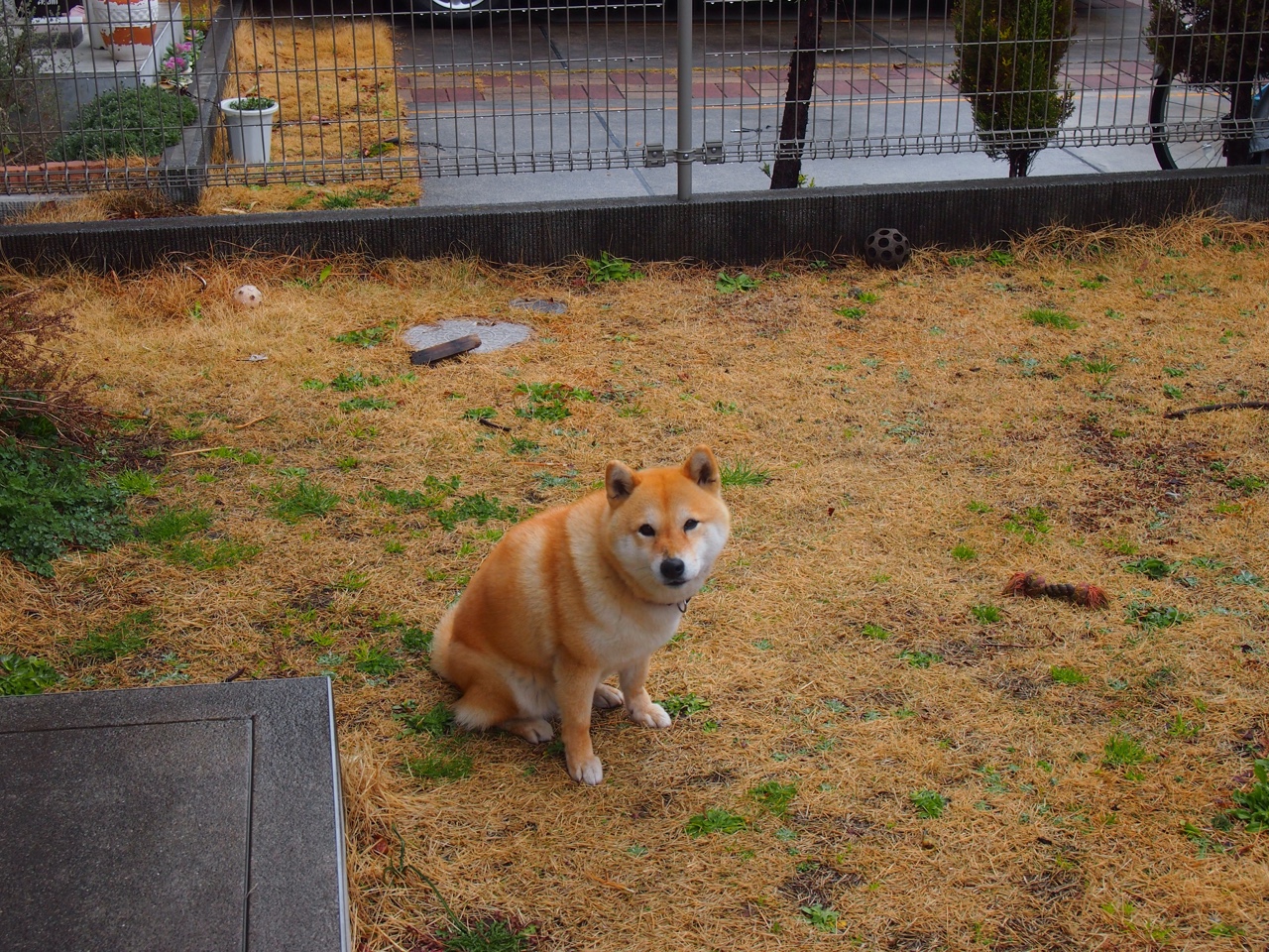 “德甲激烈竞争,最后冲刺谁能占上风?”,德甲收官战