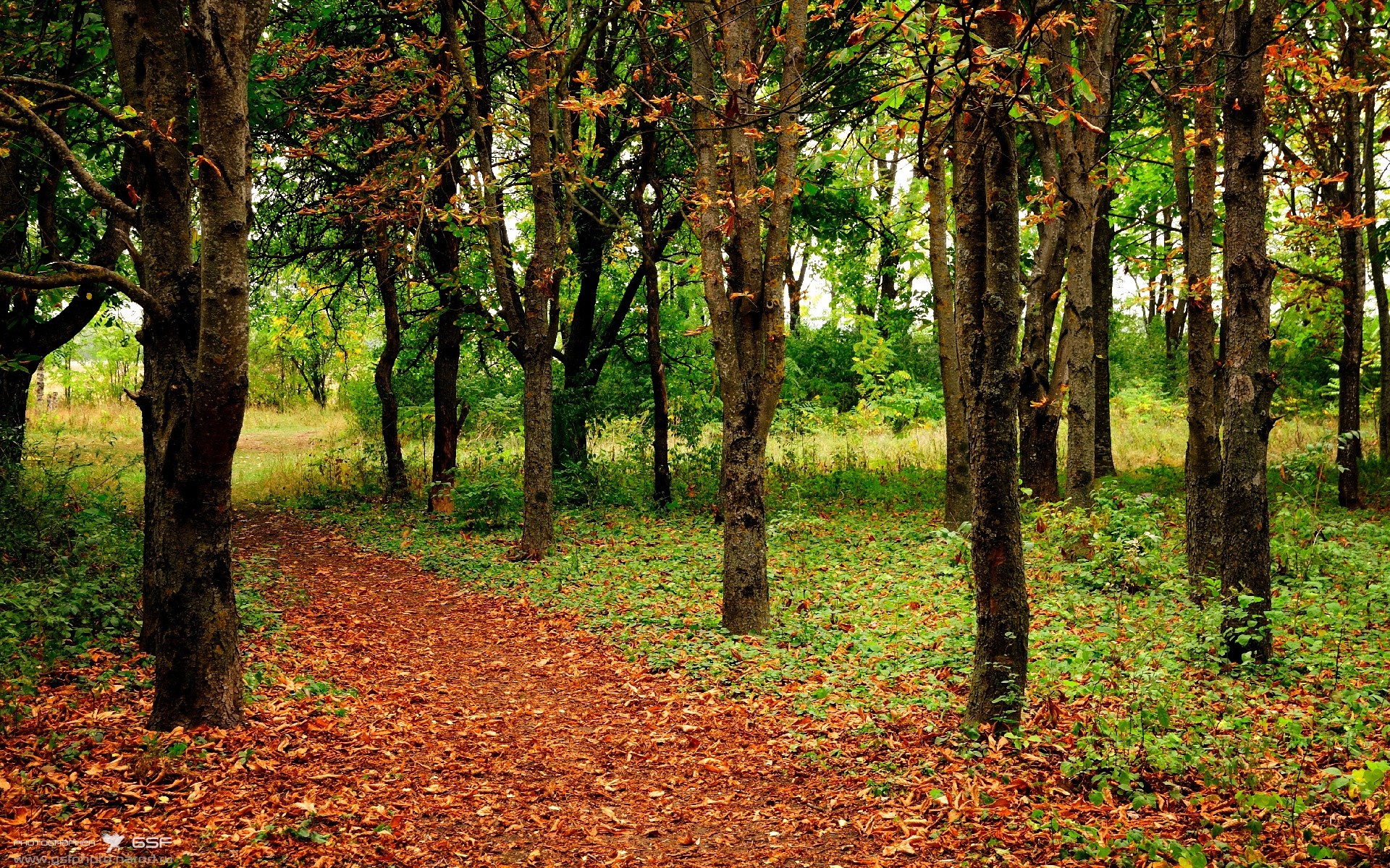“全球大巡回:跨越五大洲的极限竞速”