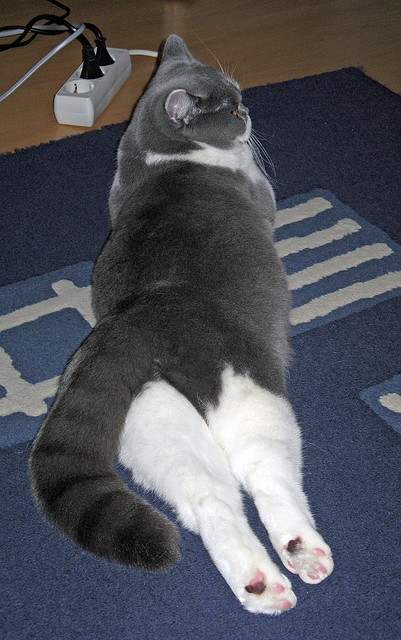 足球课程纳入艺术类高校体育拓展课范围，足球体育特长生招生