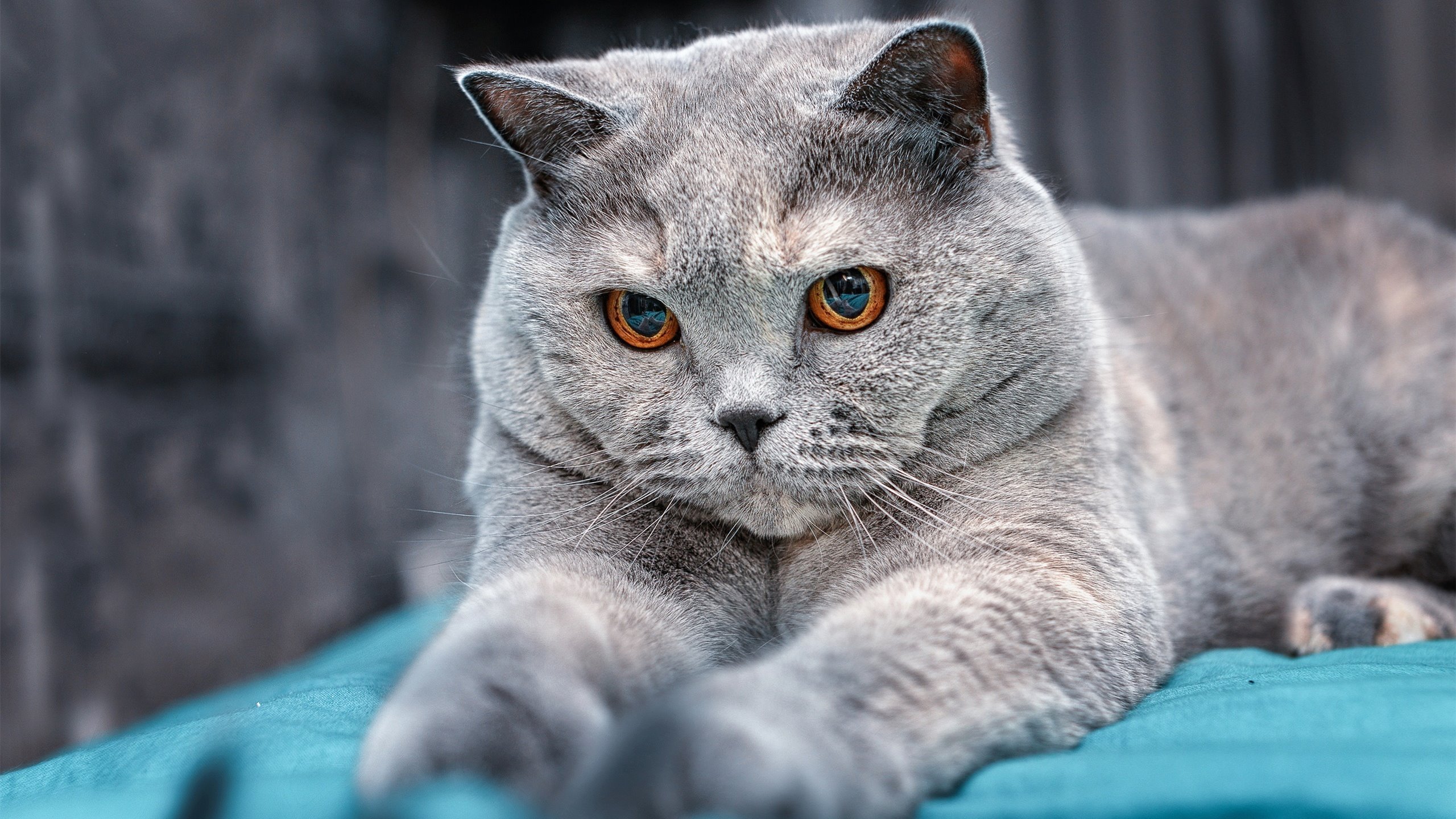 华体会hth登录地址-创纪录拳击女将三战三胜创佳绩，女拳击高手