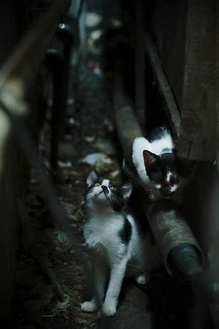尤文图斯客场获胜,稳坐积分榜榜首,尤文图斯 联赛