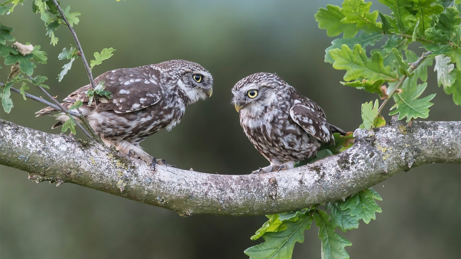 华体会官方网站-弗赖堡士气高昂，球员备战下一轮强力对手，弗赖堡青训