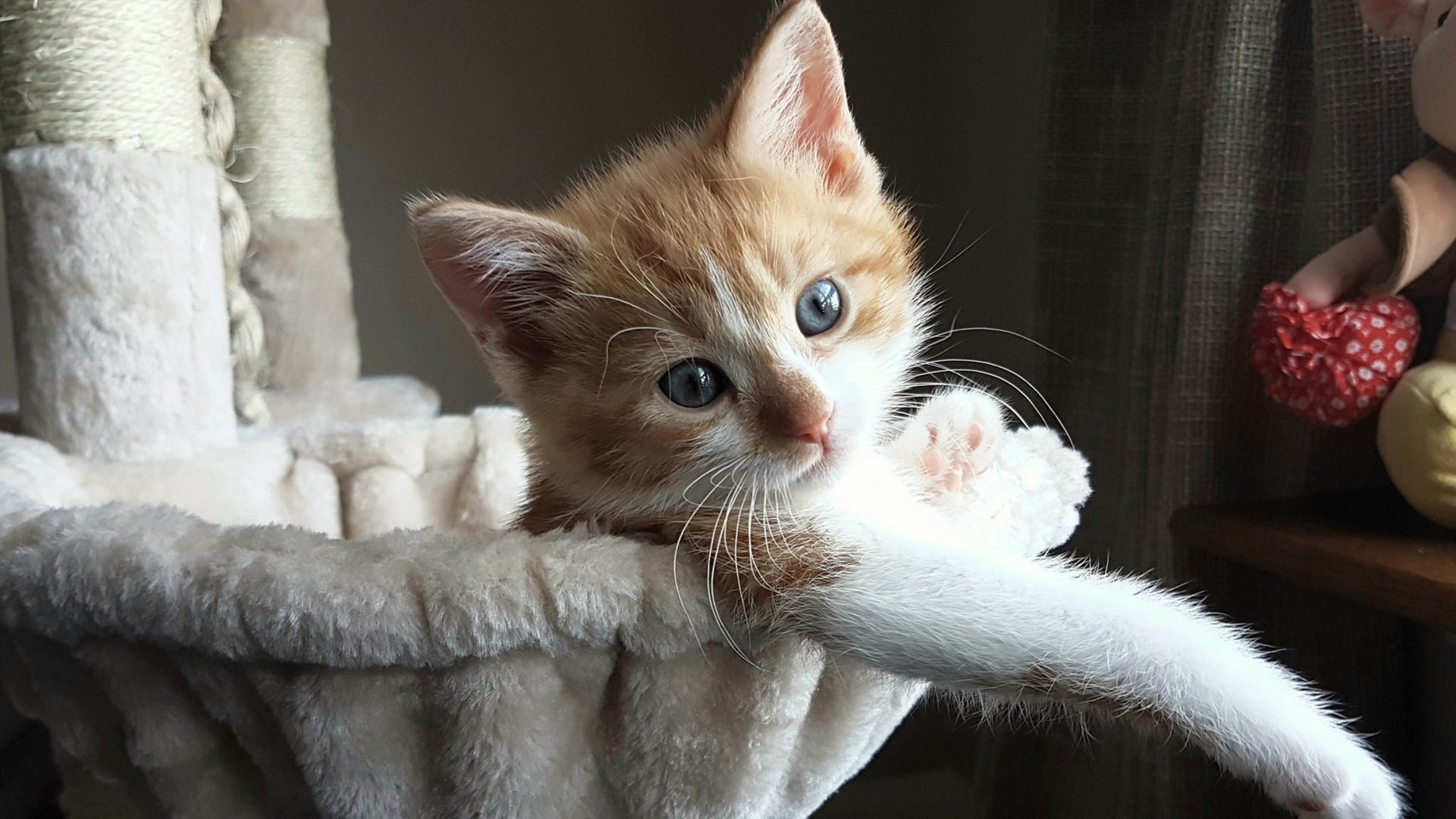 华体会hth平台-纽卡斯尔联主场2-1战胜曼联，状态回暖，纽卡斯尔联主场叫什么