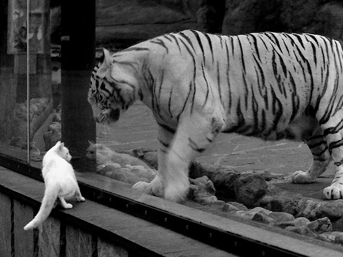 世界泳联冠军赛张雨霏两金入账,张雨霏游泳世界排名