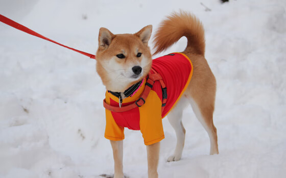 体育赛事志愿服务经验对学生综合能力提升的作用,体育赛事志愿者的工作要求