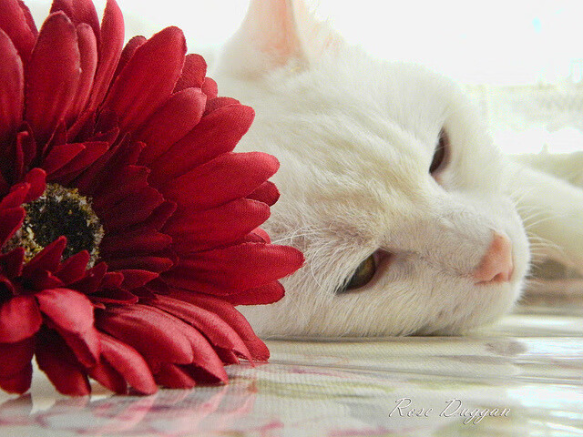 运动员心理健康评估体系，运动员心理测试量表