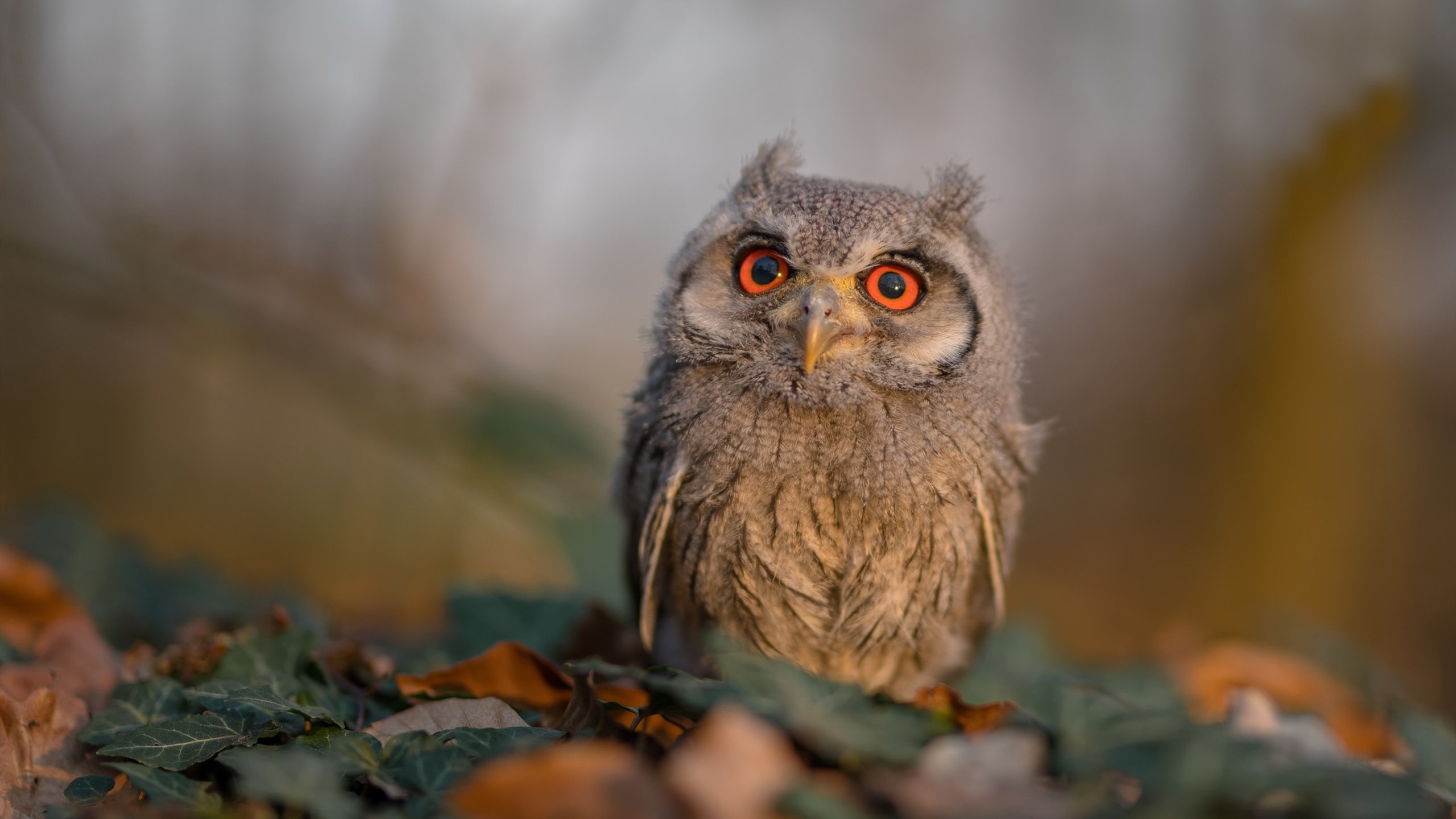 华体会官方网站首页-澳男将赛后致谢教练团队，澳大利亚男篮2021奥运会主教练