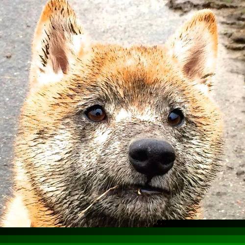 华体会hth网址-丹·卡特：用精准与果敢成就全黑队的伟大时代，丹尼尔卡特