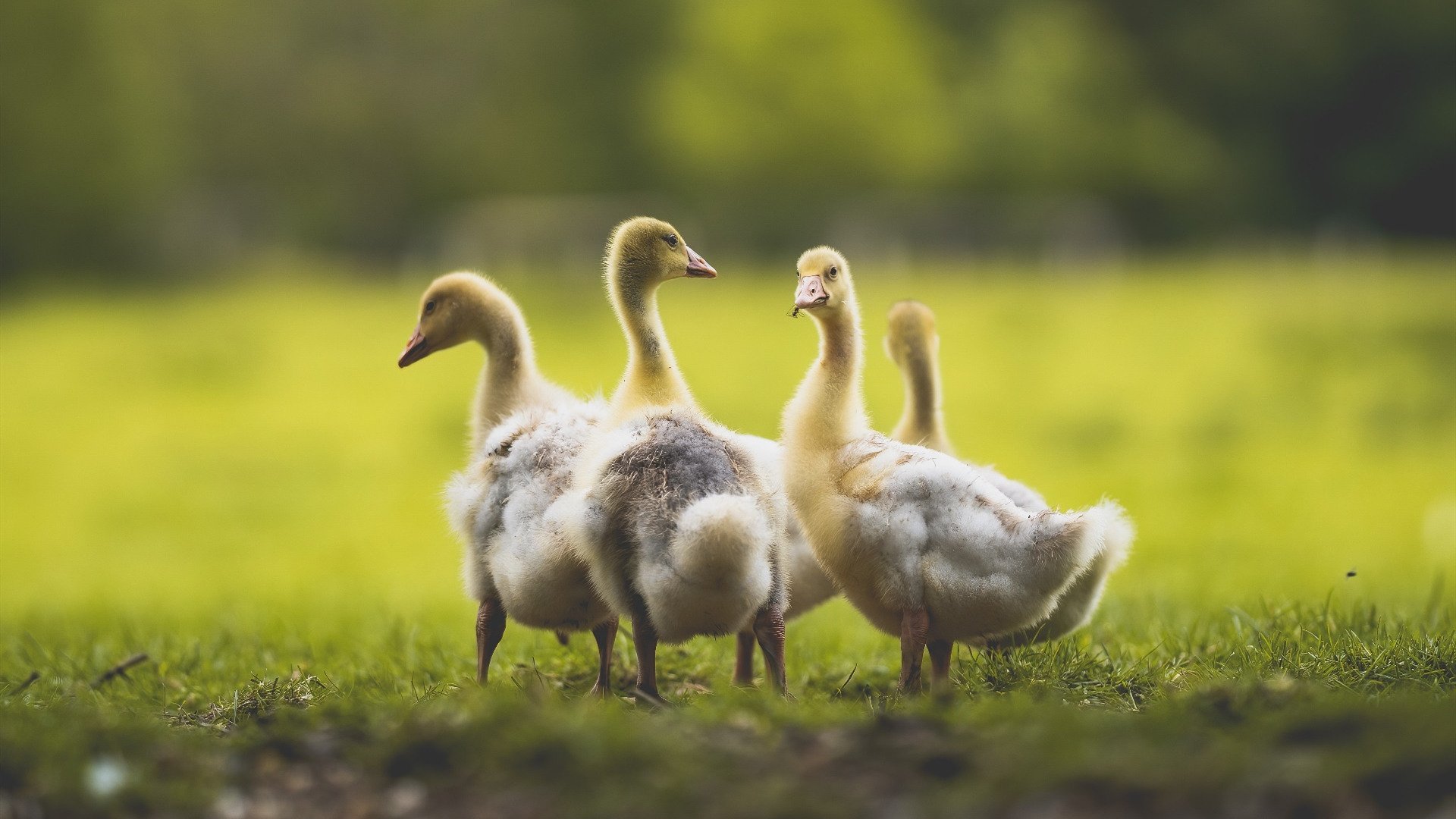 丹·卡特:用精准与果敢成就全黑队的伟大时代,丹尼尔卡特