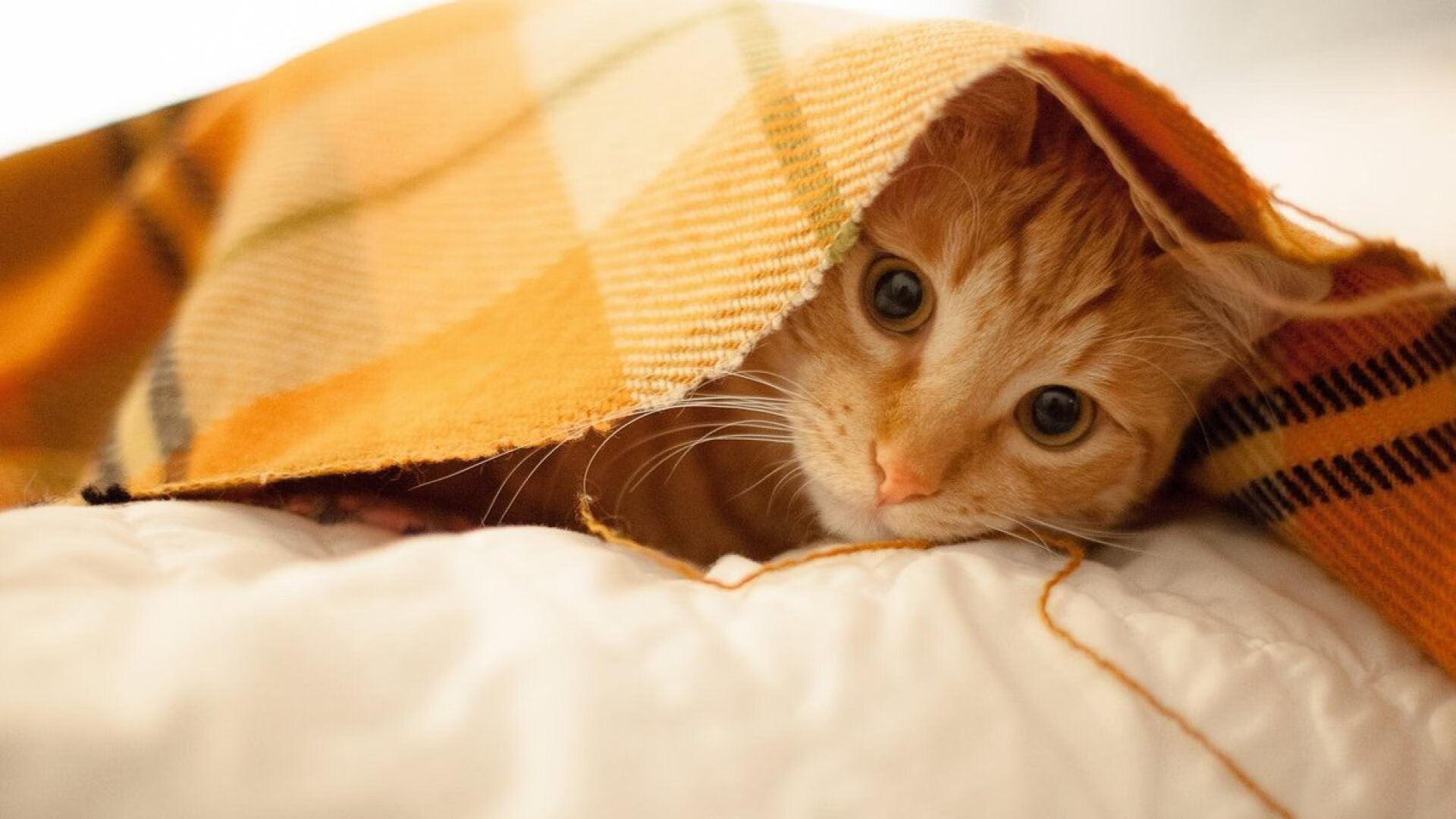 体育新闻中心裁判判罚争议,体育裁判规则