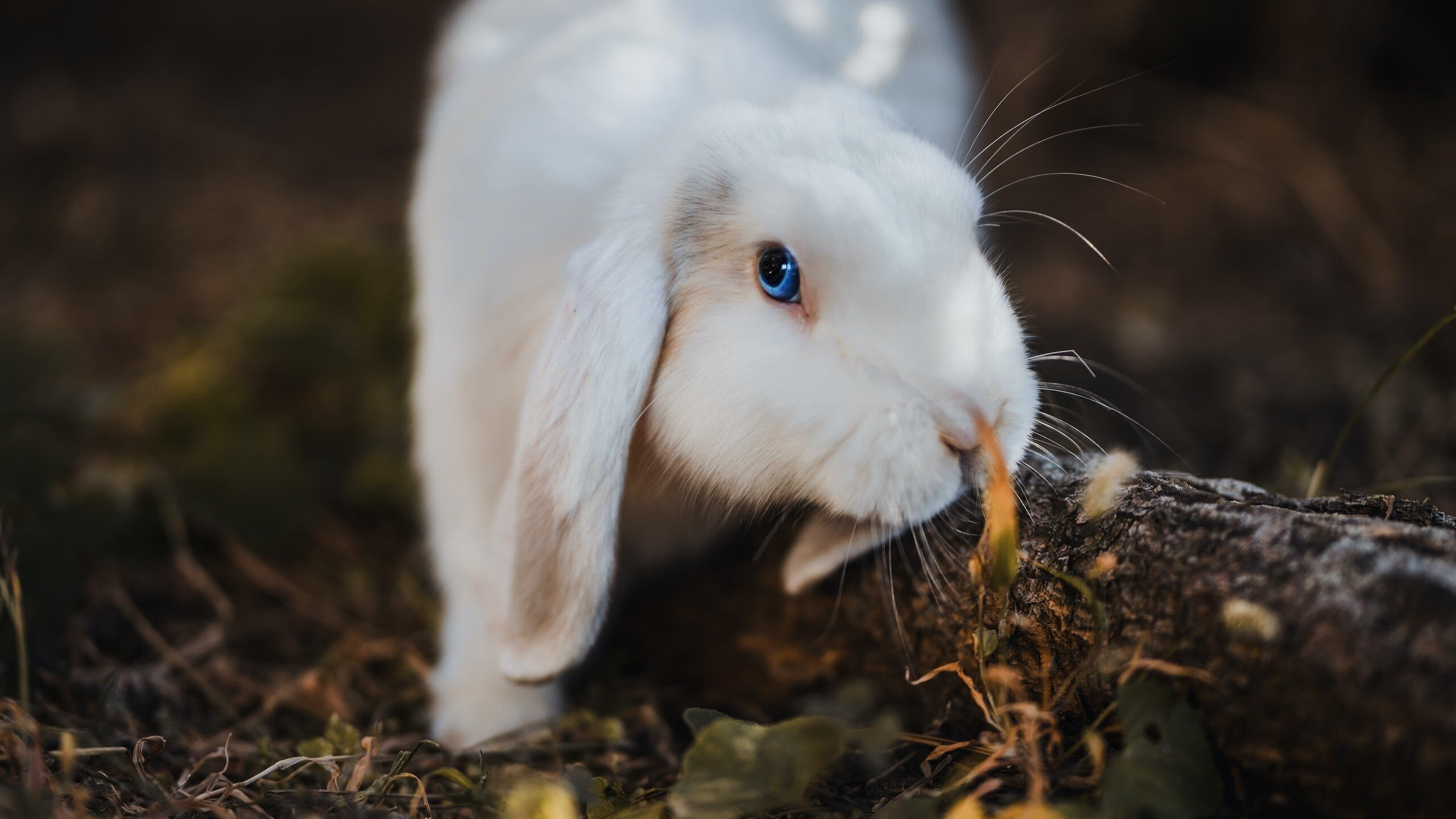 团队配合诠释完美攻防，高效的团队配合