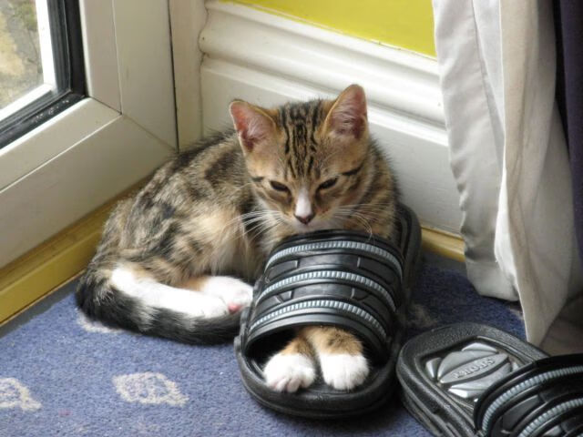 华体会hth网址-奥地利仰泳强将冲入决赛，奥地利仰泳强将冲入决赛是哪一集