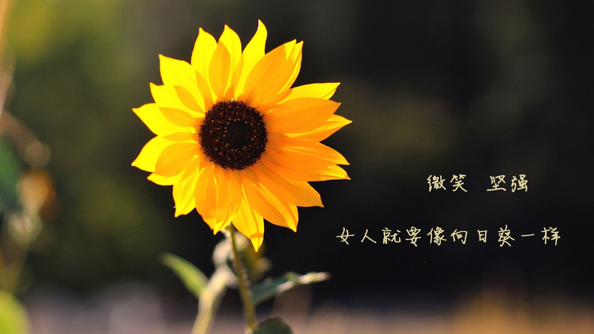 字母哥称新援融入快雄鹿未来更具竞争力,字母哥和雄鹿签约了吗