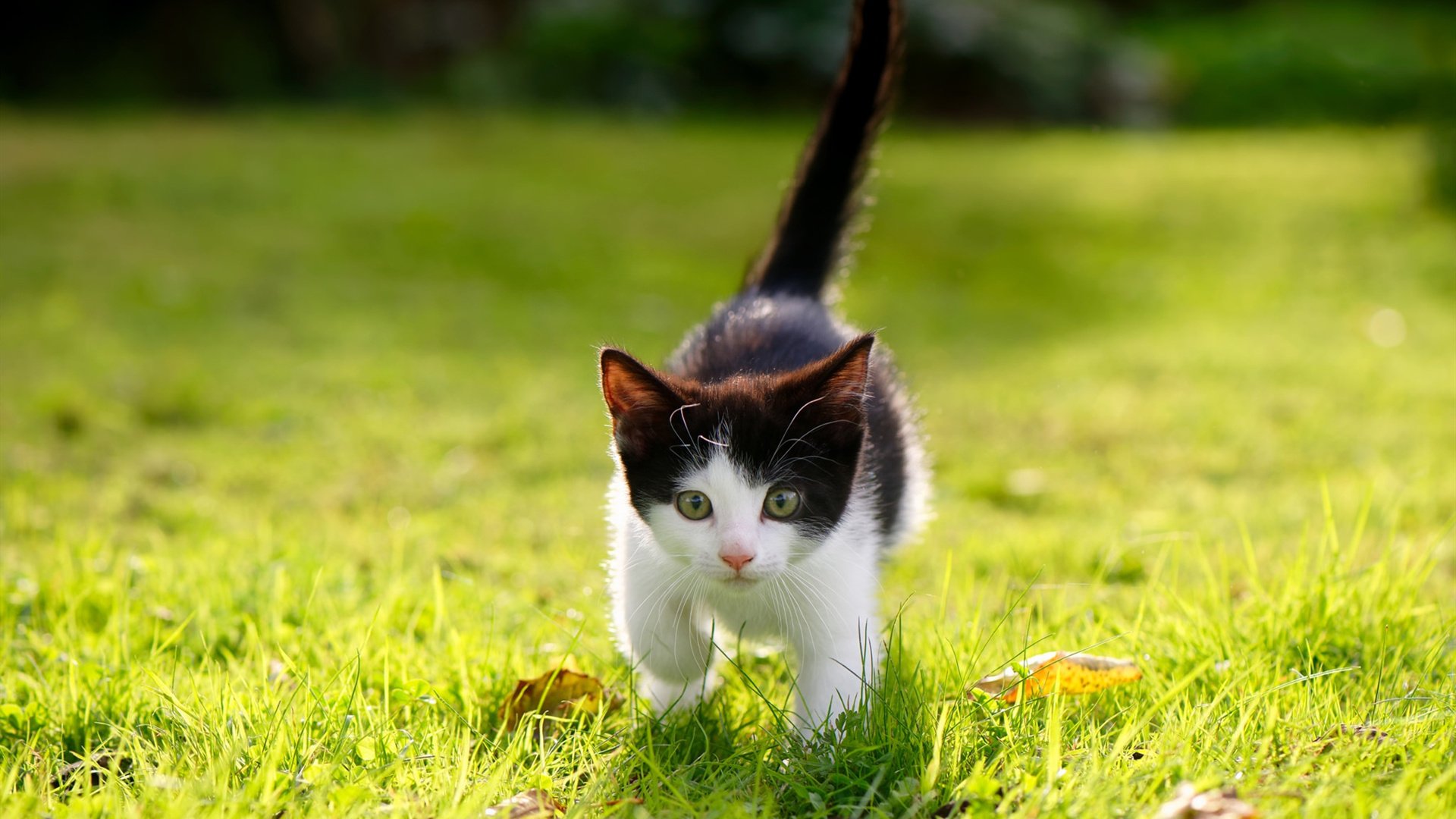 库里谈进攻发起点转移提升全队效率,库里进攻技巧集锦