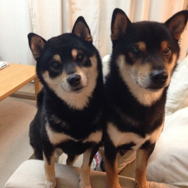 森林狼防守效率排名跃居联盟前五,森林狼队伍