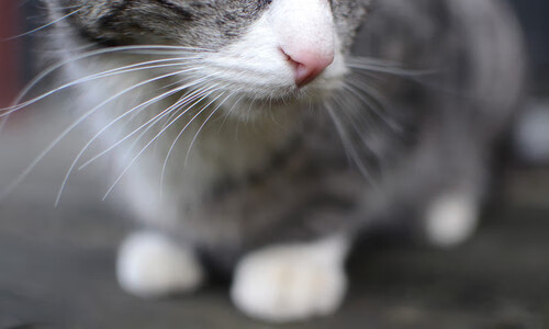 法甲年轻力量:新星崛起,未来掌控!,法甲最年轻进球