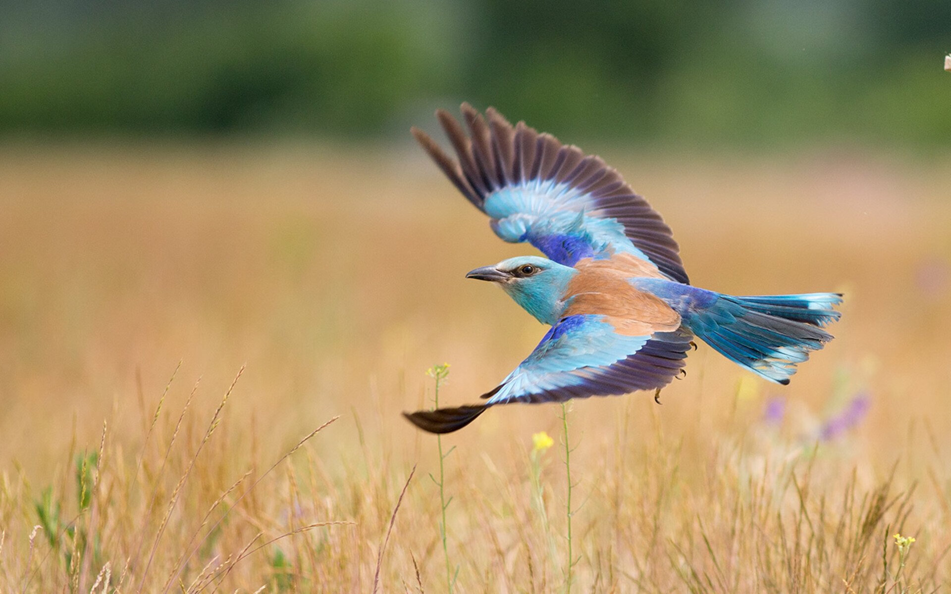 绿色环保材料在足球场馆建设中的应用规模持续扩大，行业绿色转型提速